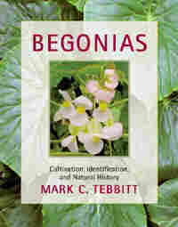 Begonias Mark Tebbitt