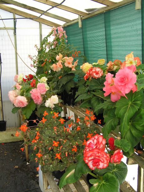 A collection of Tuberous Begonias growing in a shade house in Victoria